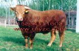 Luxi Cattle